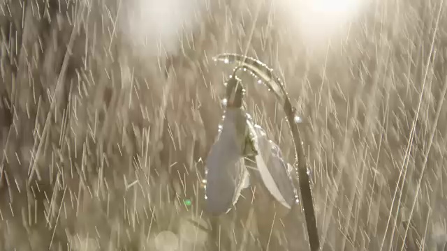 特写:水滴从被称为雪花莲的春花上滑落下来视频素材