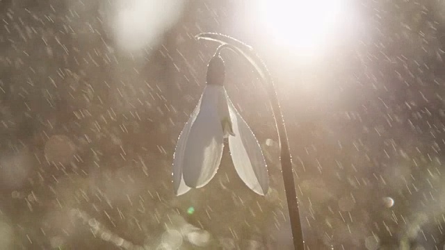 特写，DOF:轻春雨落在被称为雪花莲的早春花上视频素材