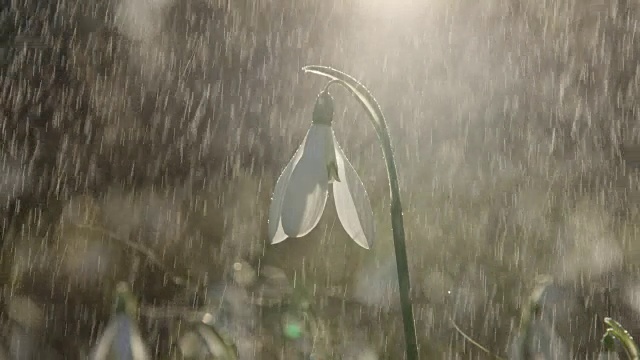 近，DOF:轻春雨落在白色的春天花称为雪花莲视频素材