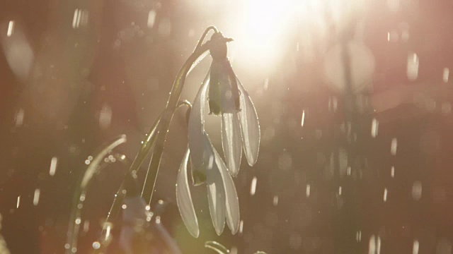 特写:闪亮的雨滴落在被称为雪花莲的早春花朵上视频素材