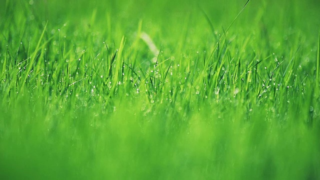 在春天露珠模糊了草。视频素材