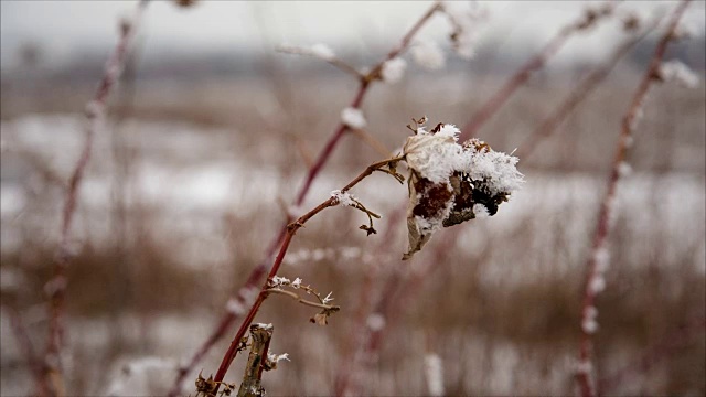 冬季田野上结霜的树莓藤视频下载