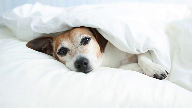 可爱的小狗杰克罗素梗在白色的床单上打盹。视频下载