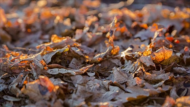 黄橡树叶在地上摇摆视频素材