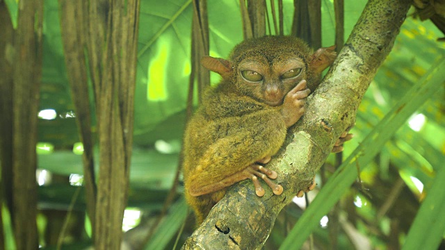 有趣的菲律宾眼镜猴Tarsius syrichta。保和菲律宾视频下载