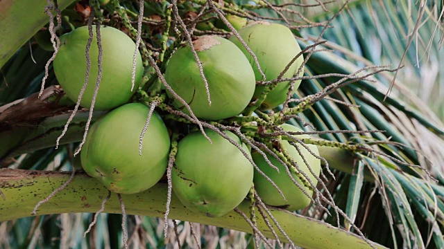 棕榈树上的椰子视频下载