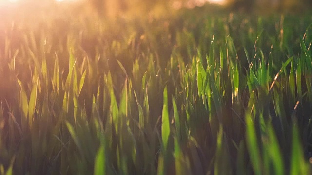 在温暖的春日傍晚，荣格的麦秆被风吹动，夕阳摇曳。近景的浅深度视频素材