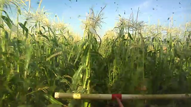 玉米收获机视频素材