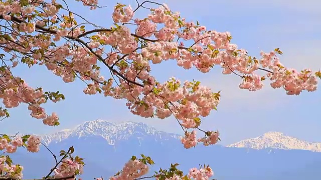 盛开的樱桃树。视频下载