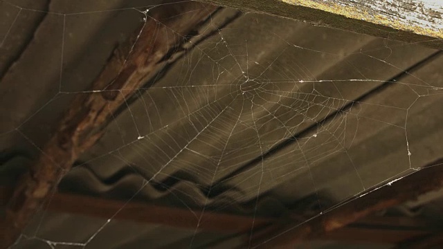 蜘蛛网或蜘蛛网视频素材