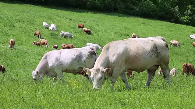 在绿色草地上吃草的一群母牛和小牛视频素材