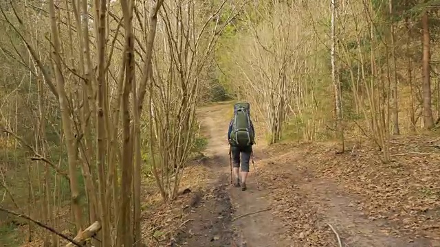 女游客背着背包走在夏日的森林里——飞拍视频素材