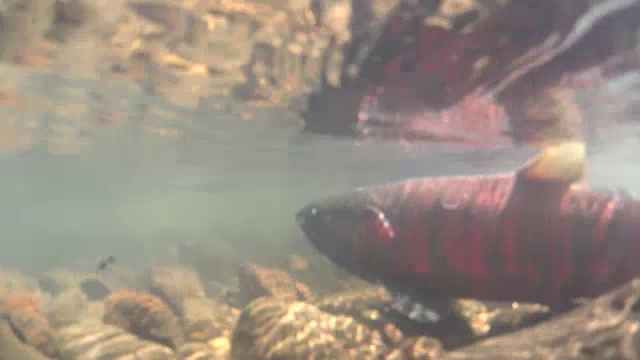 水下拍摄:樱花鲑鱼，Oncorhynchus masou在Shojin河视频下载