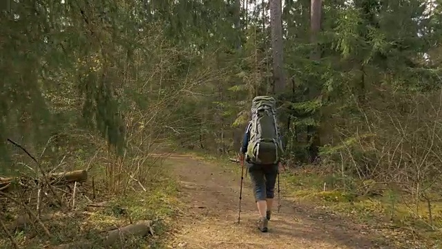 女游客背着背包在森林中行走——飞行相机拍摄视频素材