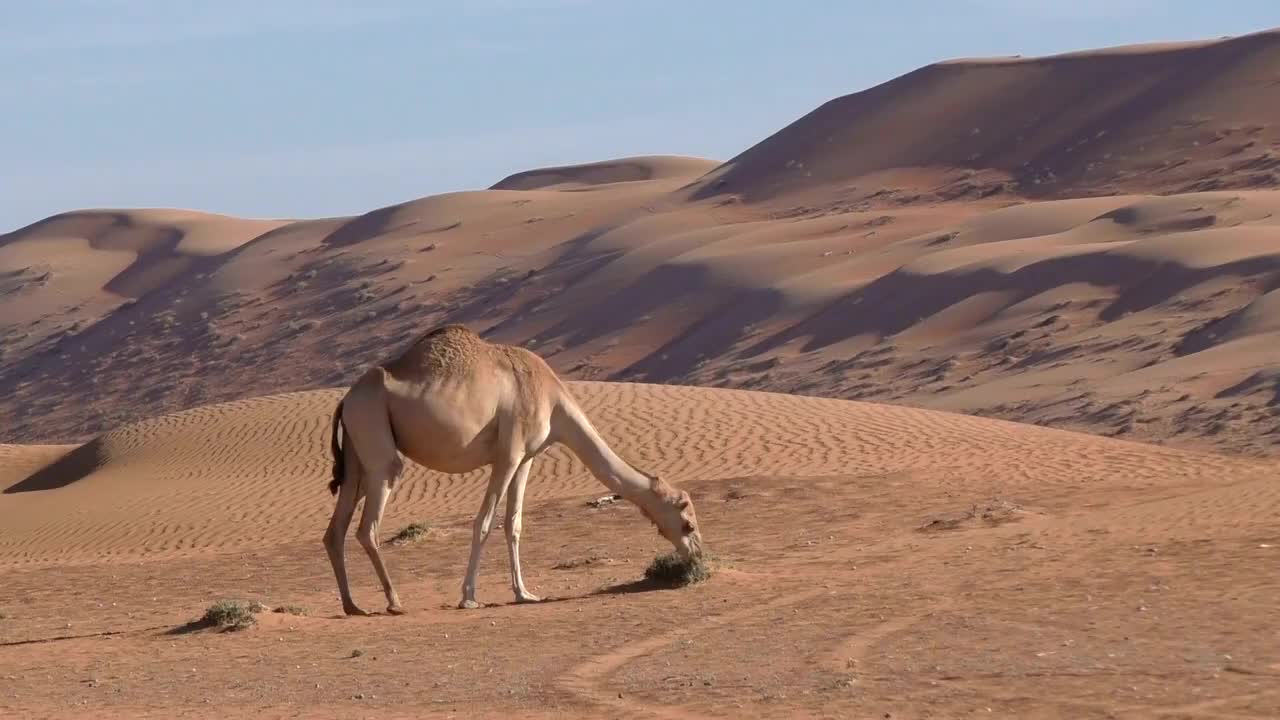 阿曼:骆驼在沙漠中寻找饲料视频素材