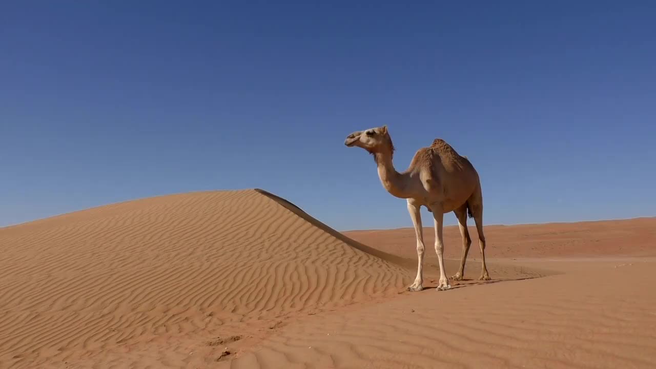 阿曼:孤独的骆驼站在沙丘旁边视频素材