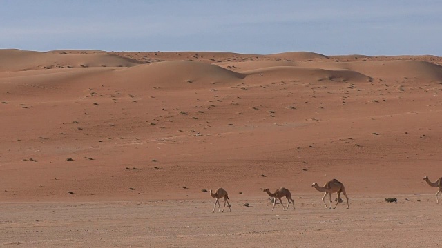 阿曼:沙漠中的骆驼视频素材
