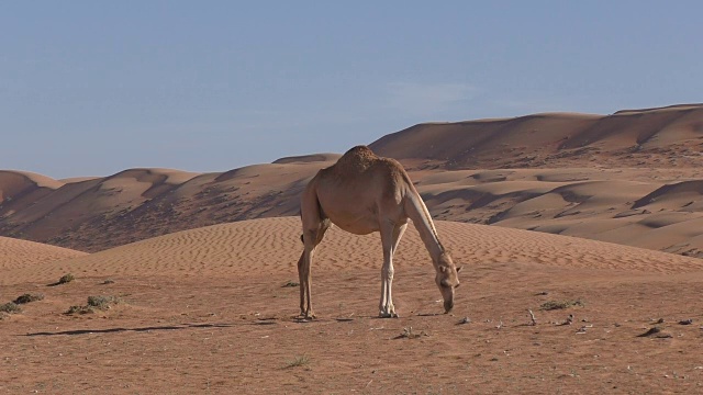 阿曼:骆驼在沙漠中寻找饲料视频素材