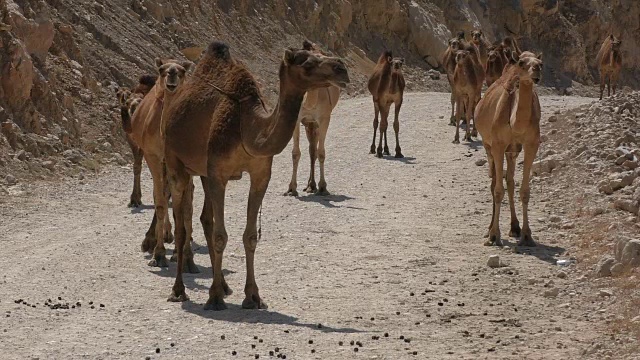 阿曼:骆驼在海边的一条路上排成一行视频素材