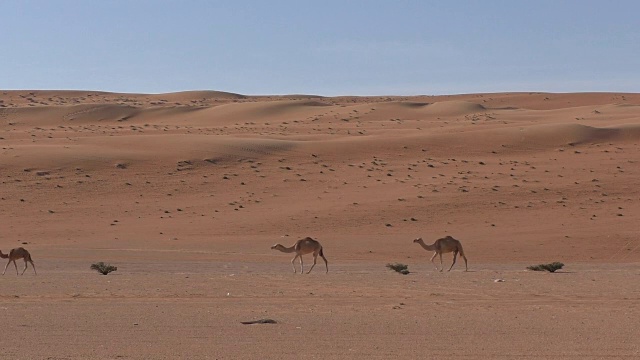阿曼:孤独的骆驼在沙漠中行走视频素材