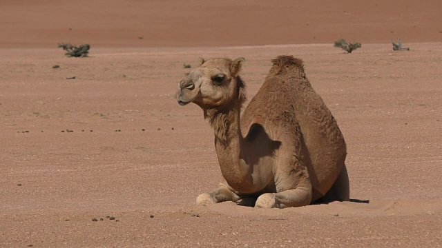 阿曼:骆驼正在沙漠中休息视频素材