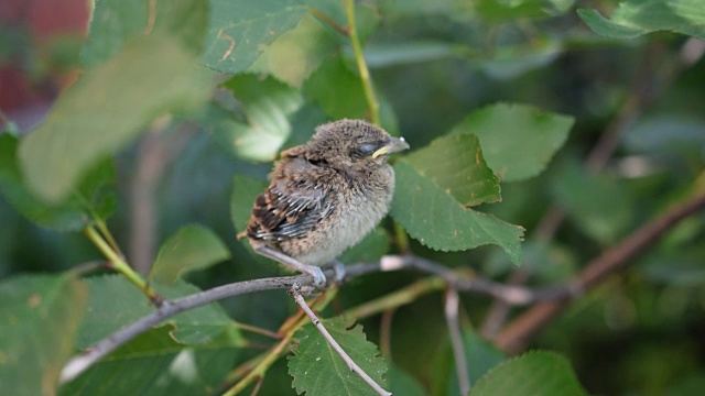 非常年轻的雏鸟栖息在树枝上视频素材