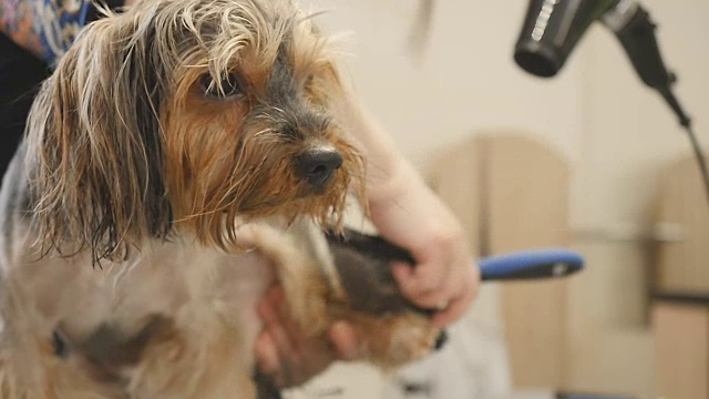 美容师把小狗的毛梳理并弄干视频素材