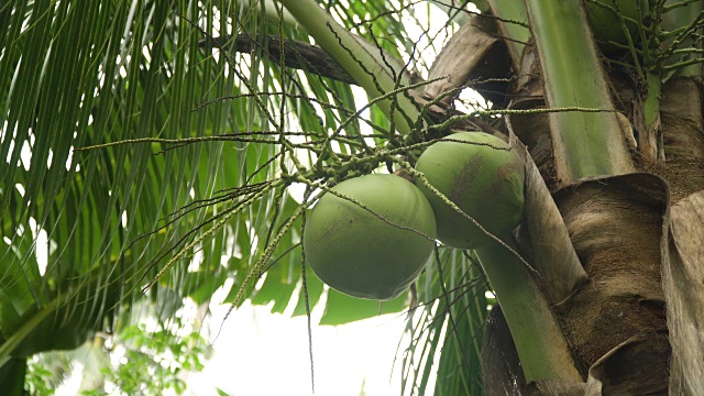 椰子树和椰子视频下载