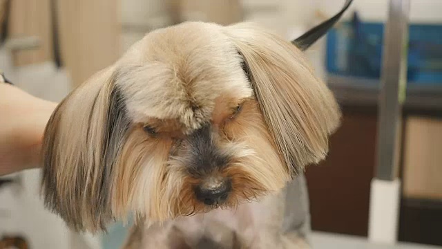 沙龙里的小狗肖像视频素材