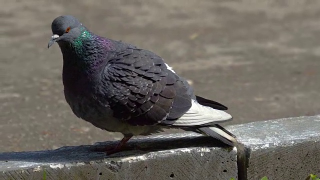 鸽子吃完饭后休息。鸽子清除羽毛上的污垢和灰尘。阳光明媚的夏日在城市公园里。视频素材