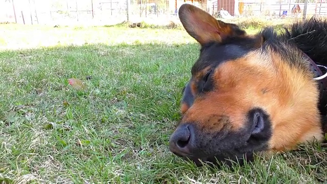 大猎狗躺在草地上视频下载