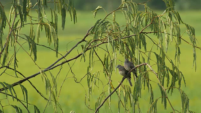 有斑点的鸽子在树枝上互相照顾视频下载