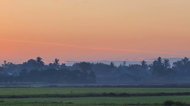 4K时间的日出在绿色水稻农场视频素材