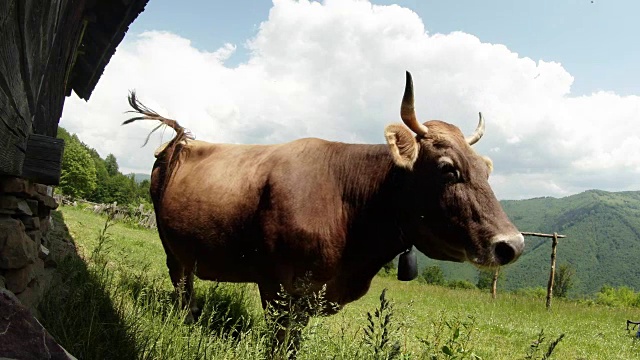 米黄色的角奶牛在绿色的草地上茁壮成长，旁边的木墙，在森林山和天空的背景视频下载