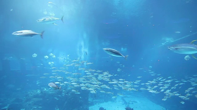 海洋生物水族馆视频素材