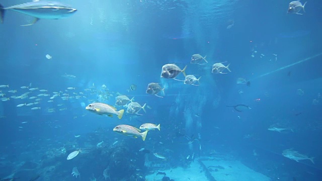 海洋生物水族馆视频素材