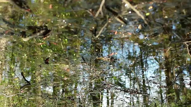风景如画的森林映在春水中视频下载