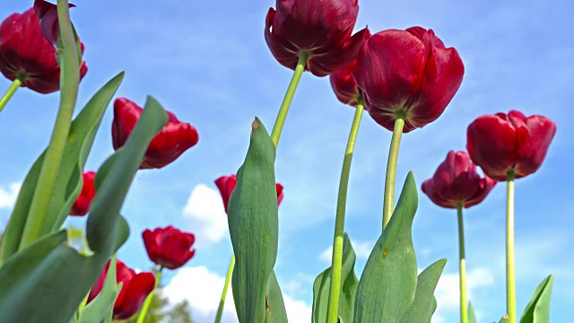 盛开的红色郁金香在蓝天的背景，近距离的郁金香在风中摇曳。视频素材