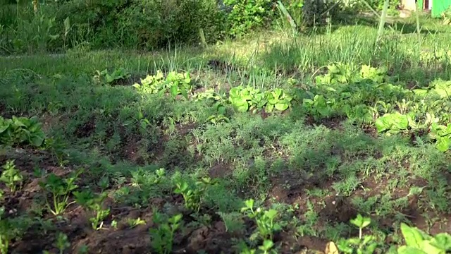 在真正的慢动作浇灌蔬菜花园的视频视频下载