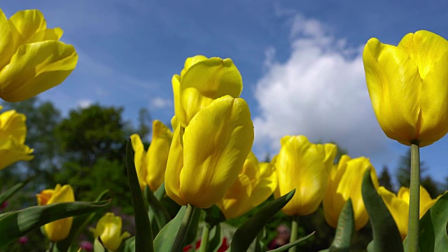 盛开的黄色郁金香在蓝天的背景，近距离的郁金香在风中摇曳。视频素材