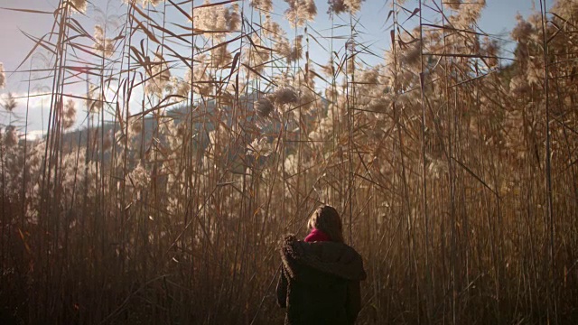 年轻女子在日落时分带着金色的植物走进田野视频素材