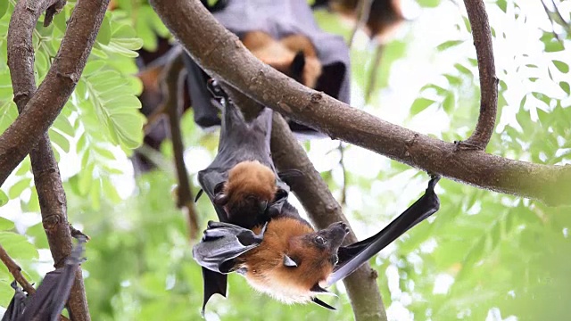 蝙蝠(飞狐)挂在树上视频下载