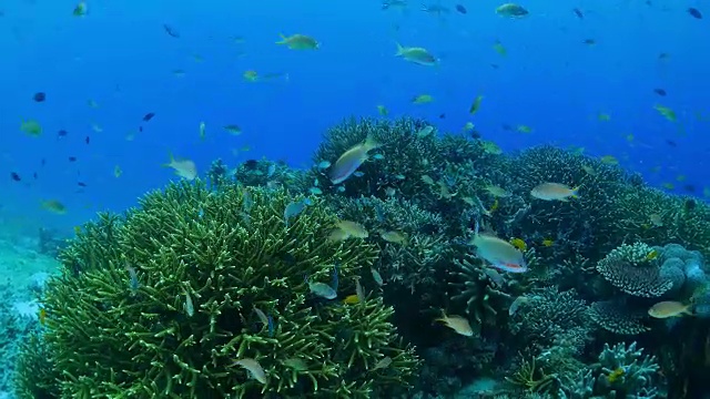 在珊瑚礁中成群生长的海花鱼视频下载
