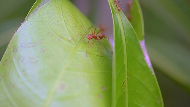 宏红蚂蚁移动的巢穴。视频下载