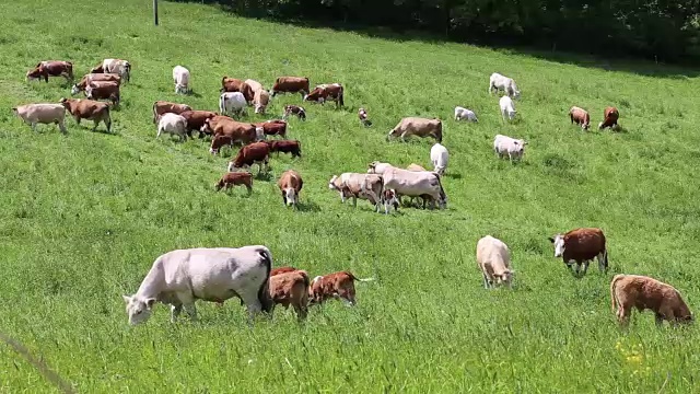 在绿色草地上吃草的一群母牛和小牛视频素材