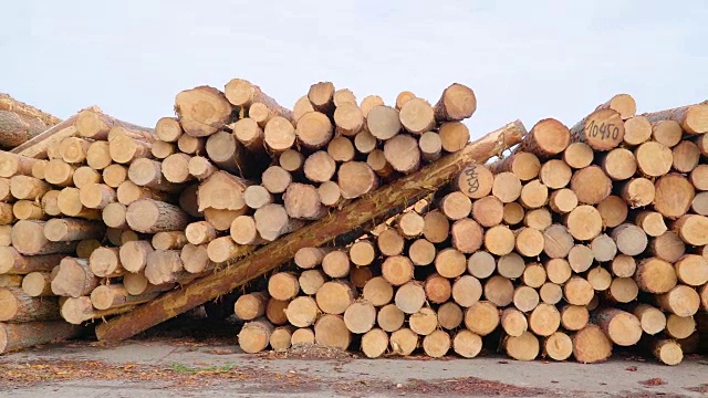 松树的边缘是刚从锯木厂取出来的原木视频下载