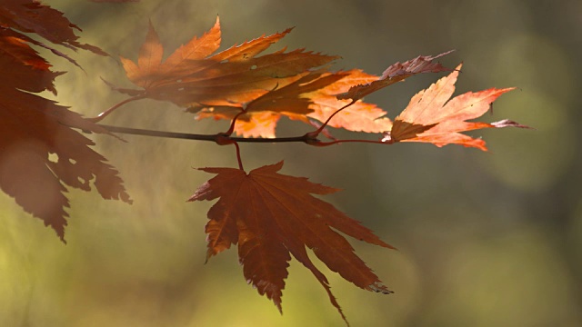 近距离拍摄的树叶在秋天的颜色视频素材