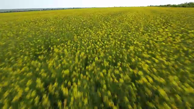 夏季从低高度航拍的东欧农田视频下载