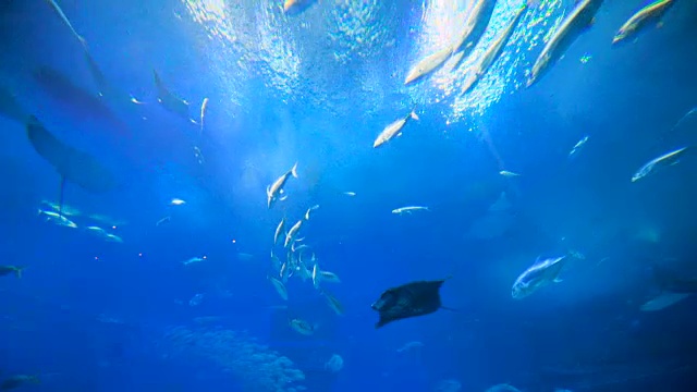 鱼群，刺鳐，鲸鲨。视频素材