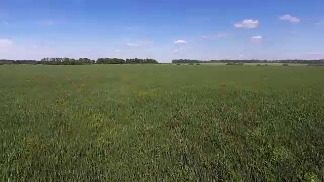 空中飞行在绿草如茵的草地上视频下载